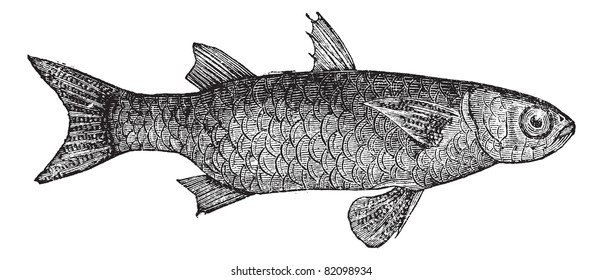 Striped Mullet (Mugil Lineatus) or flathead mullet fish, vintage engraved illustration. Trousset encyclopedia (1886 - 1891).