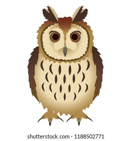 Striped Owl or Asio clamator