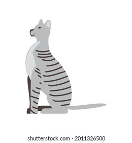 gato de mascota rayado sentado aislado