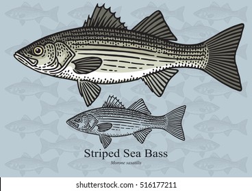 Striped Sea Bass, Striper. Vector illustration with refined details and optimized stroke that allows the image to be used in small sizes (in packaging design, decoration, educational graphics, etc.)