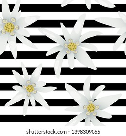 Striped seamless pattern with edelweiss flowers. Snow beauty. Vector illustration. Alpine star. swiss symbol. For decoration, prints, advertising, logo, posters invitation