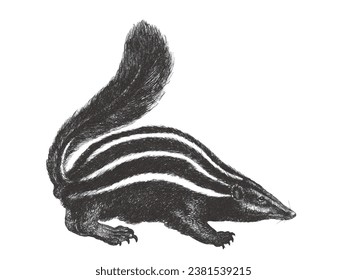 Striped skunk (Mephitis mephitis). Doodle sketch. Vintage vector illustration.