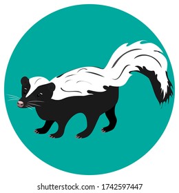 Striped skunk standing on a green background. Animals of north america.