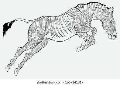 Striped stallion overcomes an obstacle. Zebra at the beginning of the jump. Linear vector illustration for safari and wildlife tourism.