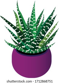 Striped succulent plant grows in a pot