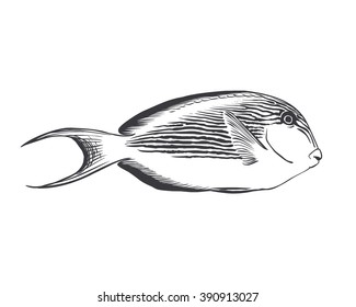 striped surgeon fish