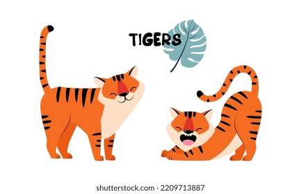 Striped Tiger with Orange Fur Stretching and Standing Vector Set