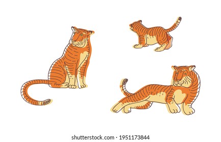 Striped Tiger with Orange-brown Fur as Wild Cat Specie in Different Poses Vector Set