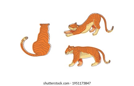 Striped Tiger with Orange-brown Fur as Wild Cat Specie in Different Poses Vector Set