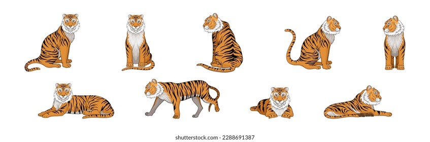 Striped Tiger with Orange-brown Fur as Wild Cat Species in Different Poses Vector Set