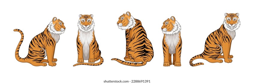 Striped Tiger with Orange-brown Fur as Wild Cat Species in Different Poses Vector Set