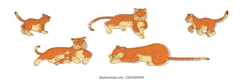 Striped Tiger with Orange-brown Fur as Wild Cat Species in Different Pose Vector Set