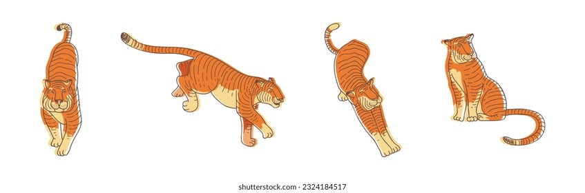 Striped Tiger with Orange-brown Fur as Wild Cat Species in Different Pose Vector Set