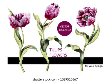 Striped tulips isolated on white background. Trendy vector illustration.