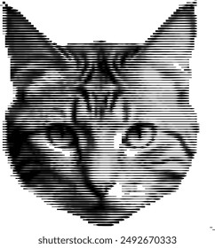 The striped visage of a housecat emerges in grayscale.