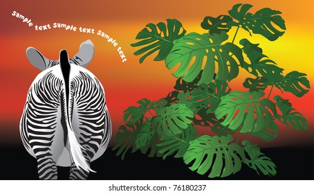 striped zebra in the bush flower monstera