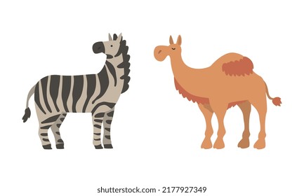 Striped Zebra and Camel as Wild African Animal Living in Savannah Vector Set