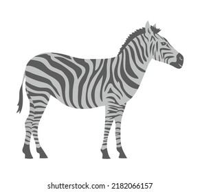 Striped zebra. Herbivorous hoofed mammal. African wild animal. Fauna and zoology. cartoon vector illustration isolated on white background