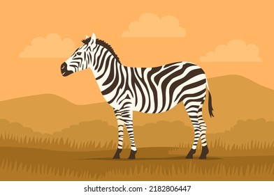 Striped zebra on the background of the wild savannah. Herbivorous hoofed mammal. African wild animal. Fauna and zoology. Cartoon vector illustration