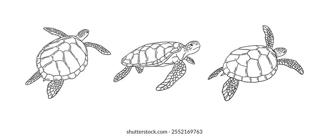 Stripes sea turtle swimming. realistic sea turtle doodle hand drawn isolated line black icon . Vector illustration