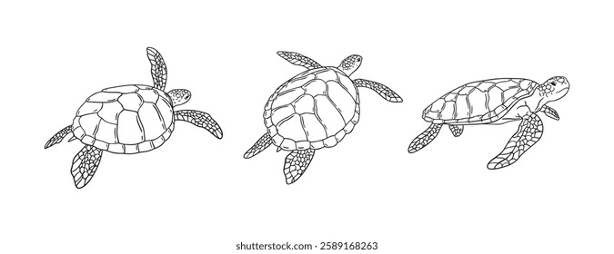 Stripes sea turtle swimming. realistic sea turtle doodle hand drawn isolated line black icon . Vector illustration