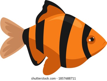 Pescado desnudo, ilustración, vector sobre fondo blanco