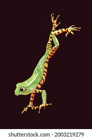 stripped frog, tree frog, rain forest habitat, amphibian, exotic, vector