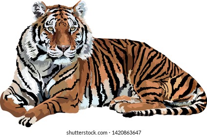Stripy Tiger Sitting With Head Up Staring Vector