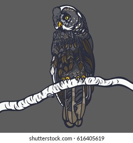 Strix nebulosa. Owl sitting on a branch of a birch. Realistic illustration. Vector.