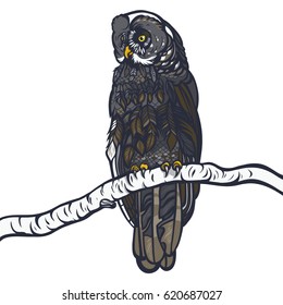 Strix nebulosa. Owl sitting on a branch of a birch. Realistic illustration. Vector.