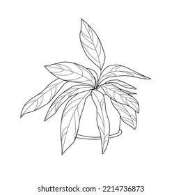 Stromante Triostar in a pot, sketch, simple drawing of a flower , doodles