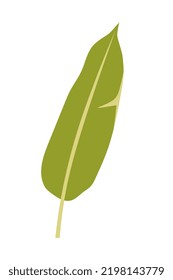 Stromanthe leaf. Ilustración del vector aislada en un fondo blanco