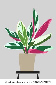Stromanthe oppenheimiana "Tri color " water color style vector