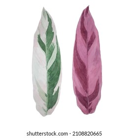 stromanthe triostar, leaf drawing . stromanthe triostar watercolour.  leaf vector . house plant, foliage
