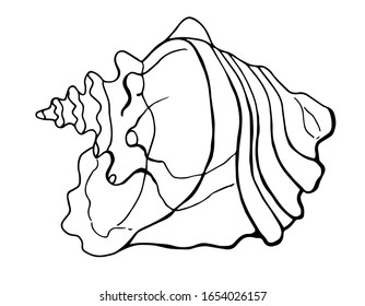 Strombus gallus shell, Strombidae. Line art. white background, isolation. Stock illustration.