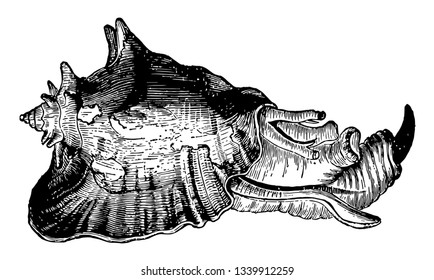 Strombus Gigas with the animal is a peculiar genus belonging to the equatorial seas vintage line drawing or engraving illustration.