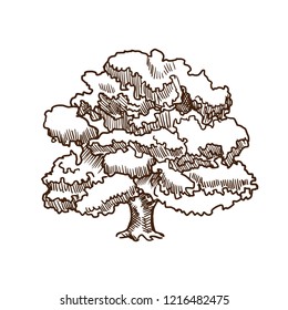 Strong, big, tall oak tree with leaves, summer motifs of nature, plants, trees and the environment. Hand drawing. Vector illustration isolated in engraving style.