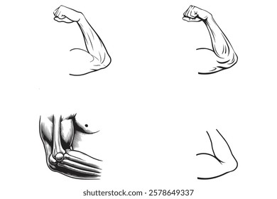 Strong Flexing Bicep Muscular Arms vector icon isolated on a white background. Muscle icon.