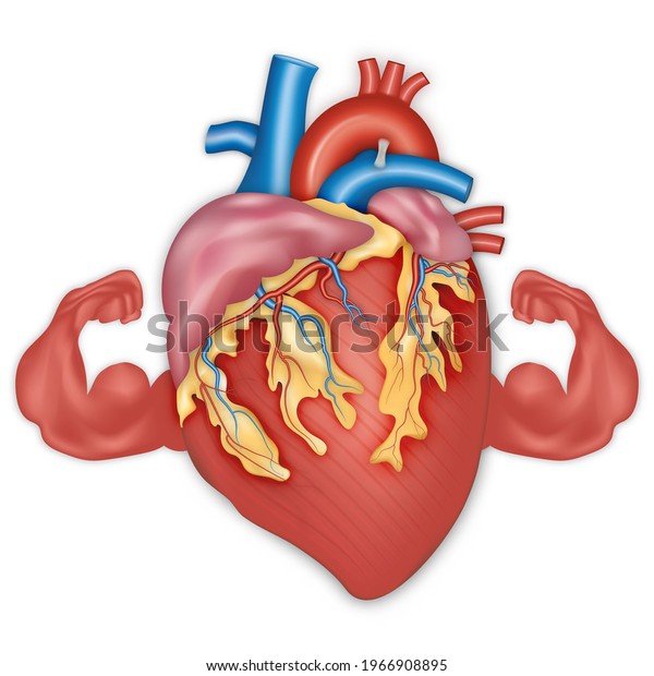 Strong Healthy Human Heart Cardiology Fitness Stock Vector (Royalty ...