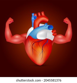 Strong Healthy Human Heart Powerful Arms Stock Vector (Royalty Free ...