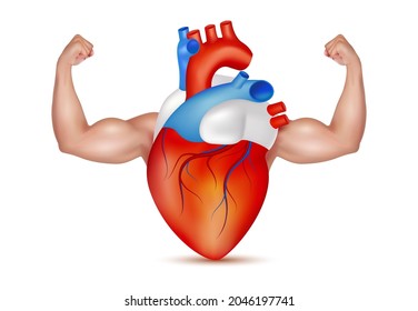 Strong Healthy Human Heart Powerful With Arms Showing Strong Muscles In A Realistic 3D Vector Style. Exercises And Eat Healthy Food. Medical Check Up Health Concept. Isolated On A White Background. 