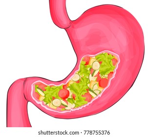Strong healthy stomach with vegetables. Vector cartoon illustration. Isolated on white background. Healthy food nutrition,stomach concept