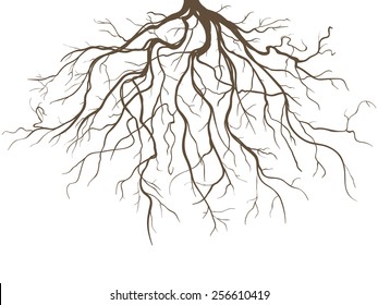 Strong Plant Roots Silhouette against White Background