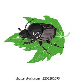 The strongest beetle chilling on a leaf