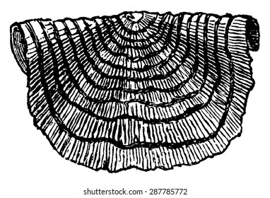 Strophomena, vintage engraved illustration. Earth before man 1886.