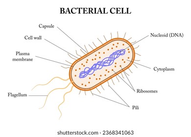 Structere of a bacterial cell. Diagram.