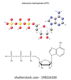 Structural chemical formula and model of adenosine triphosphate (ATP, energy source), 2D and 3D illustration, isolated on white background, vector, eps 8