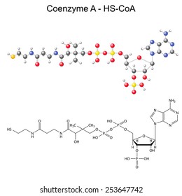 Structural chemical formula and model of Coenzyme-A - HS-CoA, 2d and 3d illustration, vector, eps 8