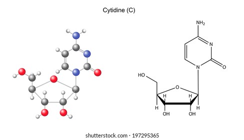Structural chemical formula and model of cytidine, 2D and 3D illustration, isolated on white background, vector, eps8