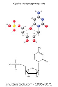 Structural chemical formula and model of cytidine monophosphate (RNA component), 2D and 3D illustration, isolated on white background, vector, eps 8